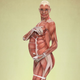 Illustration for article titled Pregnancy Fucks Up Your Bones and Muscles